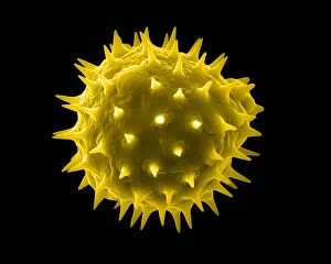 Microscopic Gallery: Sunflower Pollen