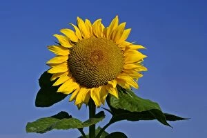 Sunflower - single flower against blue sky