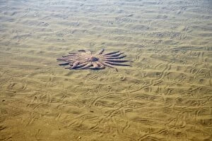 Sunflower Star - In sandy rock pool