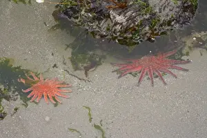 Starfish Prints: Sunflower Star - In sandy rockpool Third Beach