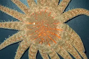 Starfishes Prints: Sunflower Star / Starfish - 1 meter diameter