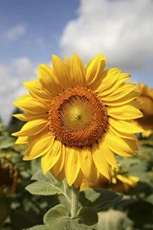 A sunflower in a sunflower field in Loire