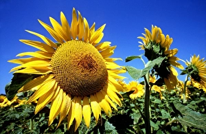 Sunflower - against blue sky