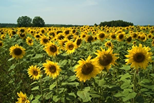 Images Dated 27th August 2007: Sunflowers in France are usually finished by end July, but it was interesting to discover a crop
