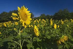 Images Dated 17th August 2013: Sunflowers Summer