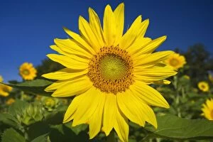 Images Dated 17th August 2013: Sunflowers Summer