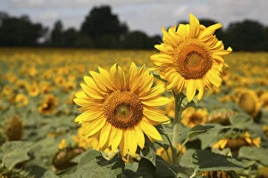 Sunflowers in a sunflower field in Loire