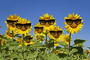 Sunflowers wearing sunglasses