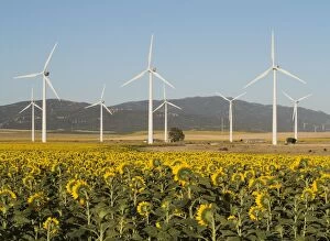 Images Dated 12th June 2012: Sunflowers - with Windmills on a Wind Farm in