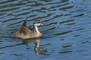 Images Dated 14th September 2009: Sungrebe / American Finfoot, Pantanal Wetlands