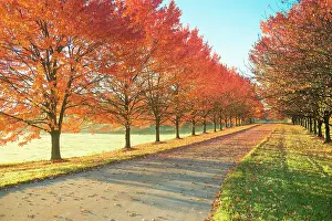 Maple Prints: Sunlight row of maple trees in Michigan Date: 04-11-2016