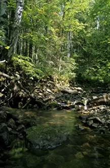 Earth And Evironment Prints: Sunlight on small stream in a forest