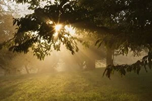 Images Dated 24th September 2013: Sunrays breaking through morning fog in
