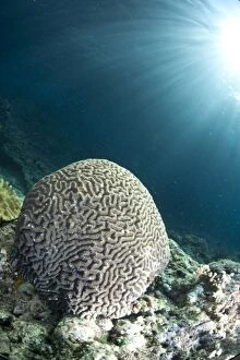 Alor Gallery: Sunrays over coral