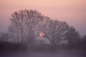 Sunrise - through bare tree branches in mist