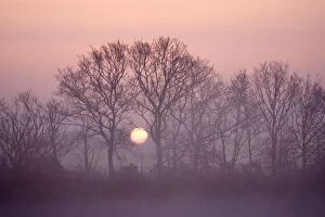 Images Dated 28th March 2007: Sunrise - Through bare tree branches in mist Norfolk UK