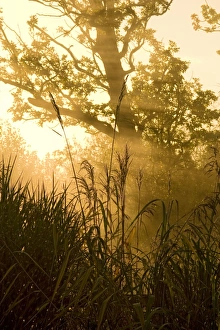 Sunrise - dawn lights up through mist behind reed grasses Autumn Sunrise - dawn lights up through mist behind reed grasses Autumn