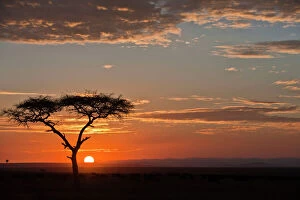 Sunrise Collection: Sunrise over the Masai Mara - Kenya