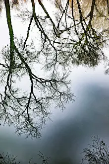 Cottonwood Prints: Sunrise Springs, Santa Fe, New Mexico, USA. Tree and water reflection Date: 21-01-2020