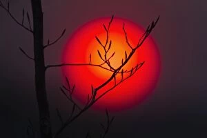 Sunset - Beech Twig and Setting Sun