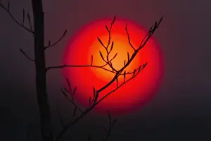 Twigs Prints: Sunset - Beech Twig and Setting Sun - Lower Saxony - Germany