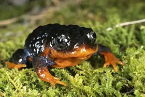Sunset frog