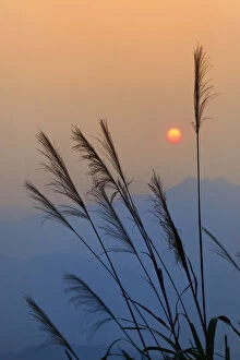 Sunset and grass silhouettes, near Hongcun