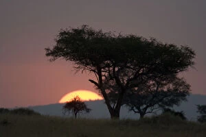 Acacia Gallery: Sunset Landscape with Acacia Trees near