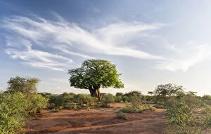 Baobab Gallery: Sunset landscape in Tsavo-West National