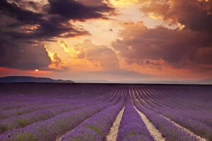 Sunset over Lavender field near Valensole
