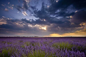 Aromatic Gallery: Sunset over lavender fields near Valensole