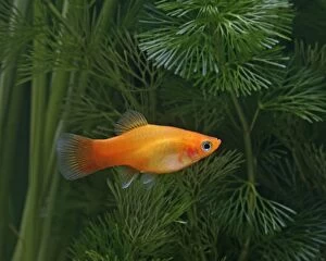 Images Dated 13th December 2005: Sunset platy – side view - tropical freshwater - variant 002643