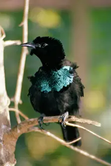 Superb Bird of Paradise