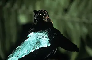Superb Bird of Paradise