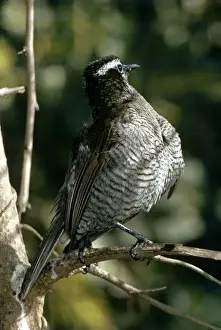 Basking Prints: Superb Bird of Paradise - female sunbathing
