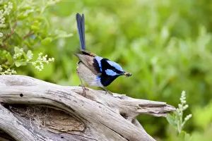 Food In Mouth Prints: Superb Fairy Male Wren