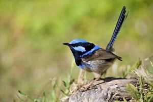 Images Dated 1st December 2008: Superb Fairy Wren - colourful adult male sits on a tree root looking about - Wilson's Promontory