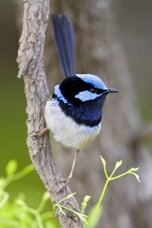 Images Dated 2nd December 2008: Superb Fairy Wren - colourful adult male sits on a tree branch looking about - Wilson's Promontory