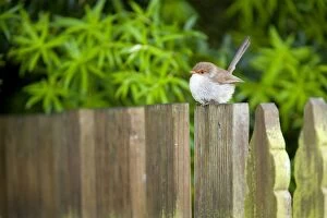 Images Dated 9th December 2008: Superb Fairy Wren - rather dull coloured female sitting on a wooded ornamental fence in a garden