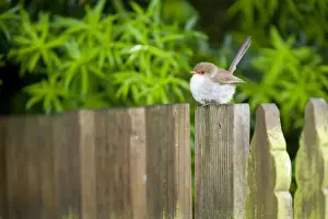 Wren Prints: Superb Fairy Wren - rather dull coloured female sitting on a wooded ornamental fence in a garden - Strahan