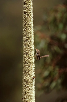 Images Dated 18th November 2008: Superb Fairy-Wren - Female attracted to Grass tree in flower, Fraser Island, Queensland, Australia