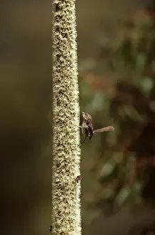 Wren Prints: Superb Fairy-Wren - Female attracted to Grass tree in flower