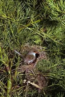 Superb Fairy Wren - Female at nest, New South Wales, South eastern Australia JPF07907