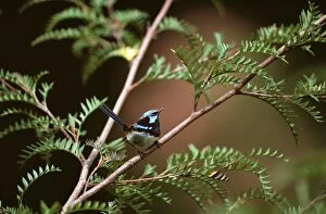Images Dated 18th November 2008: Superb Fairy-Wren - male in breeding plumage - New South Wales - Australia - South Eastern