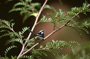 Wren Prints: Superb Fairy-Wren - male in breeding plumage - New South Wales - Australia - South Eastern Australia JPF27082v