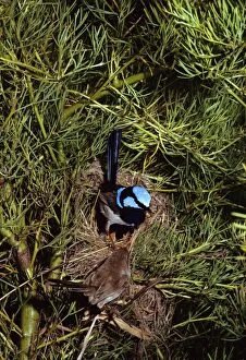 Images Dated 23rd January 2009: Superb Fairy Wren - Male & female at nest with chicks, New South Wales -South eastern Australia