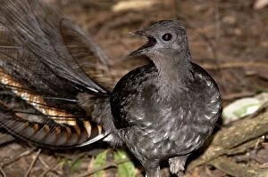 Images Dated 17th July 2008: Superb Lyrebird - adult male territorial calling - have terr