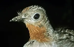 Lyrebird Prints: Superb Lyrebird - Australia