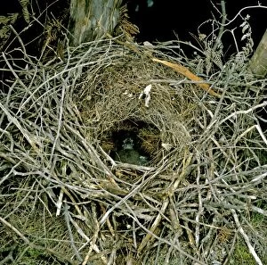 Images Dated 6th January 2009: Superb Lyrebird - Chick in nest - eastern and south eastern Australia JPF18423
