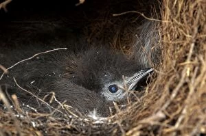 Superb Lyrebird - chick snuggled up inside nest